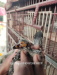 কবুতরের পক্সের জন্য পক্স রিমুভার